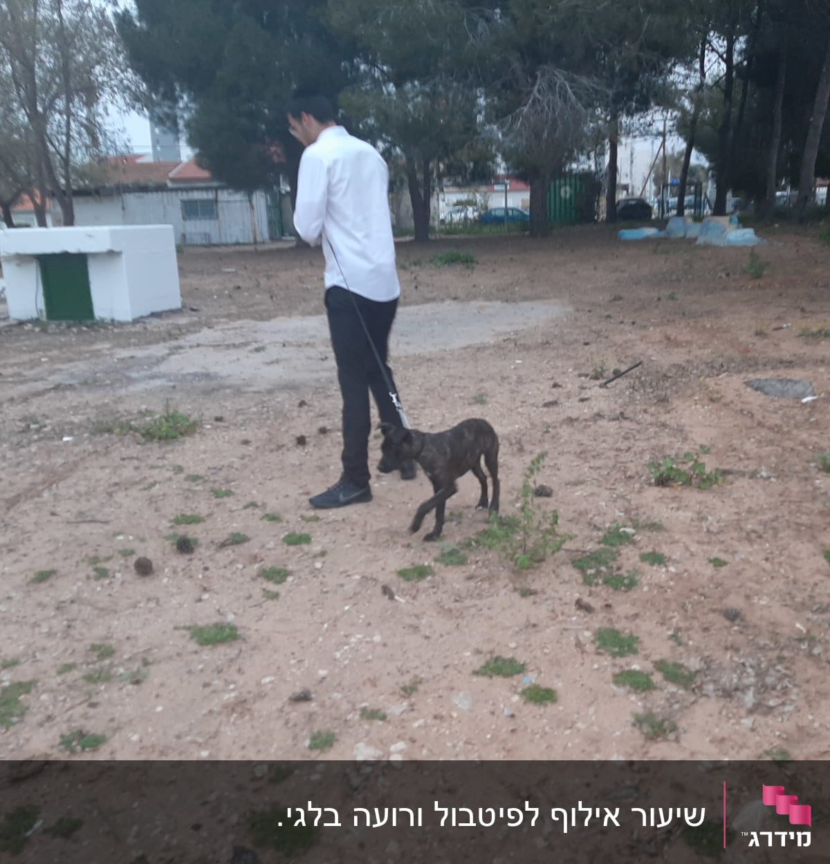 אדם מוביל כלב ברצועה בפארק פתוח